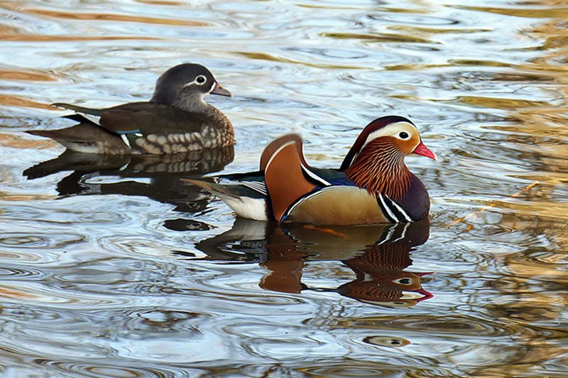 8-Mandarin Ducks.jpg