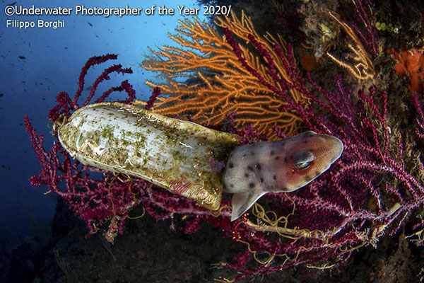 Birth of a Catfish.jpg