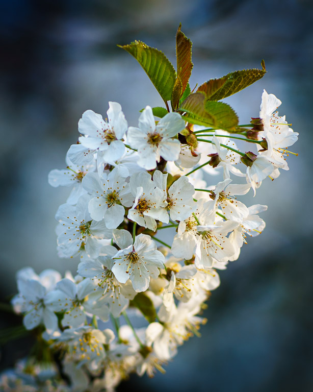 Blossom-3.jpg