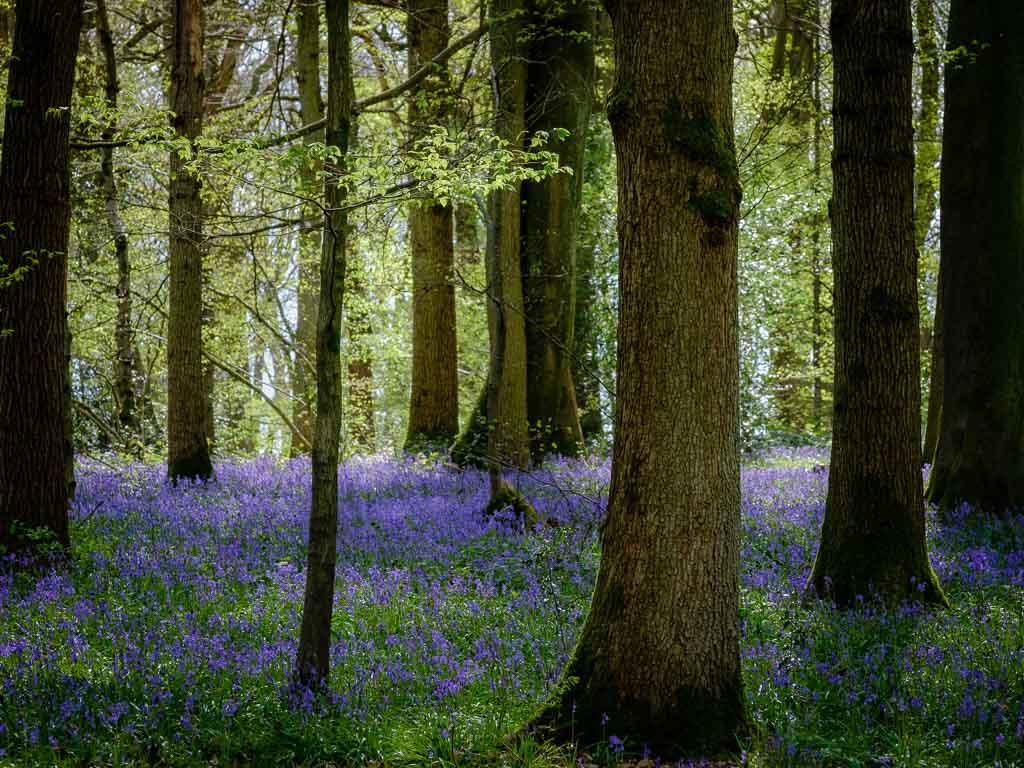 Bluebells.jpg